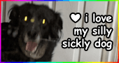 spillingdown's stamp banner of knut, a black mutt dog, with the caption 'i love my silly sickly dog