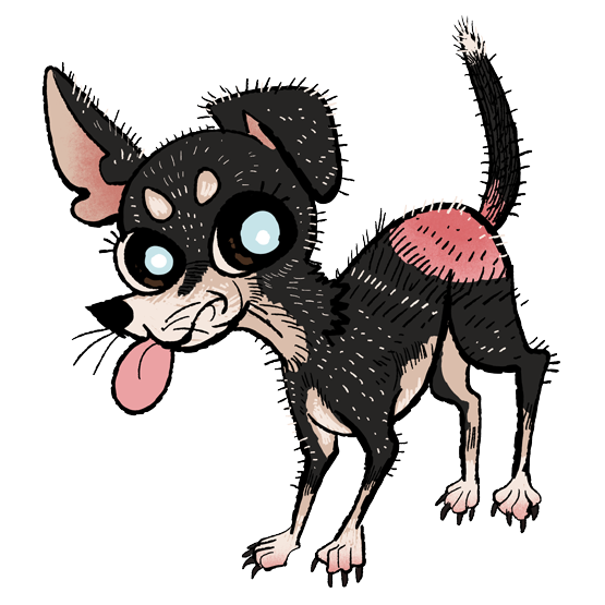 A black and tan chihuahua with her tongue out named doug.